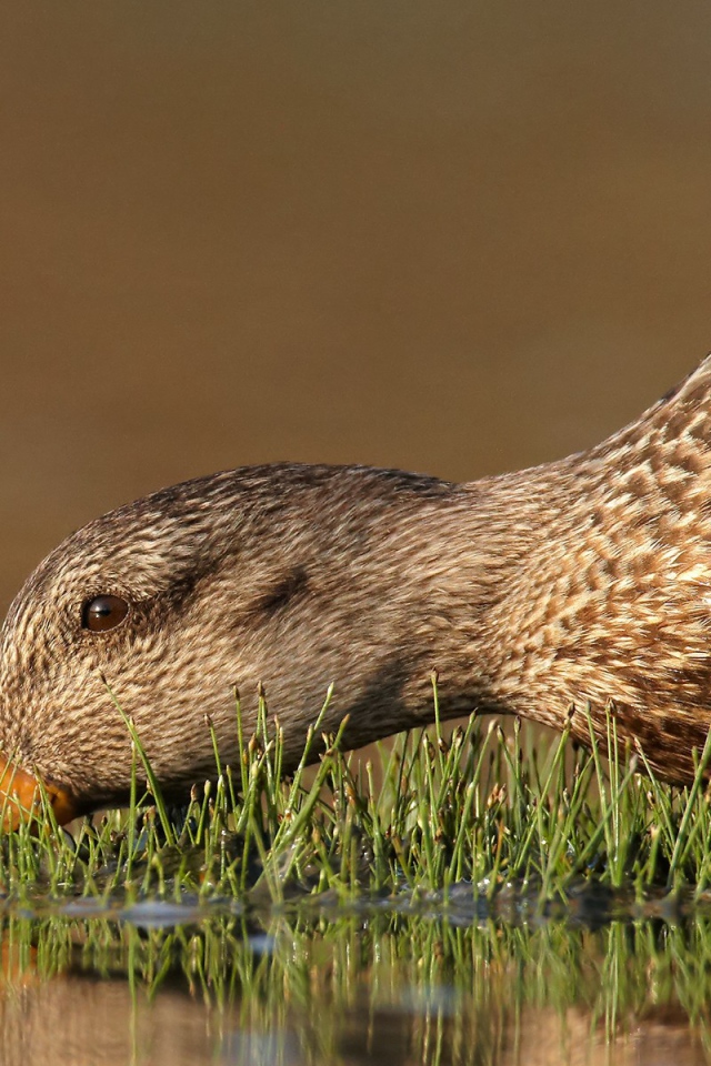 Утка пьет воду
