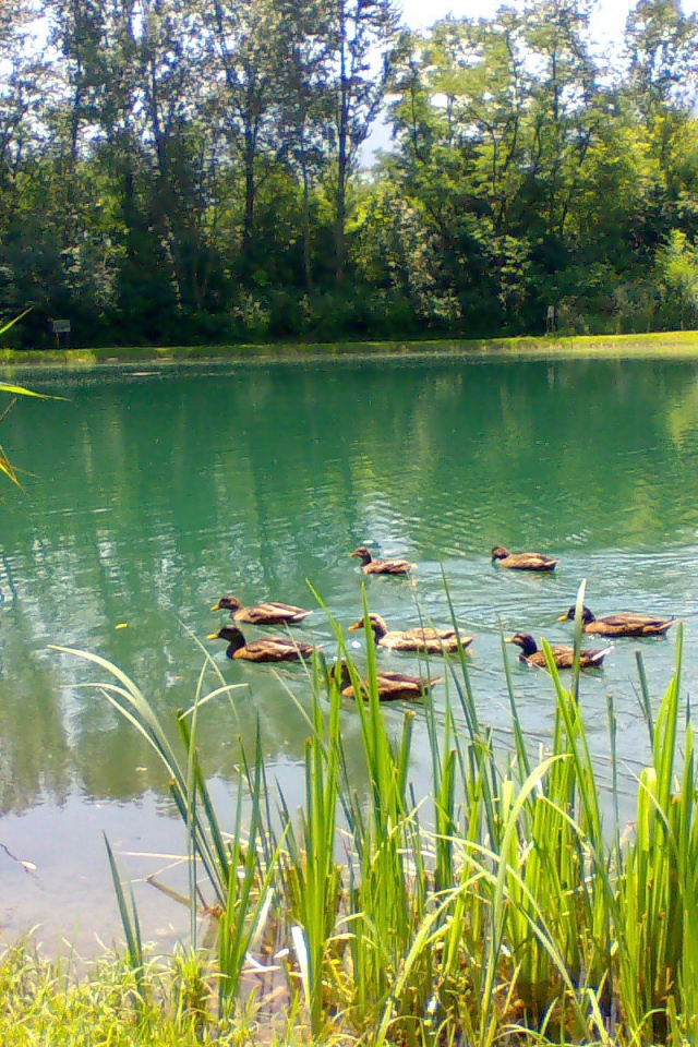 Утки плавают по озеру