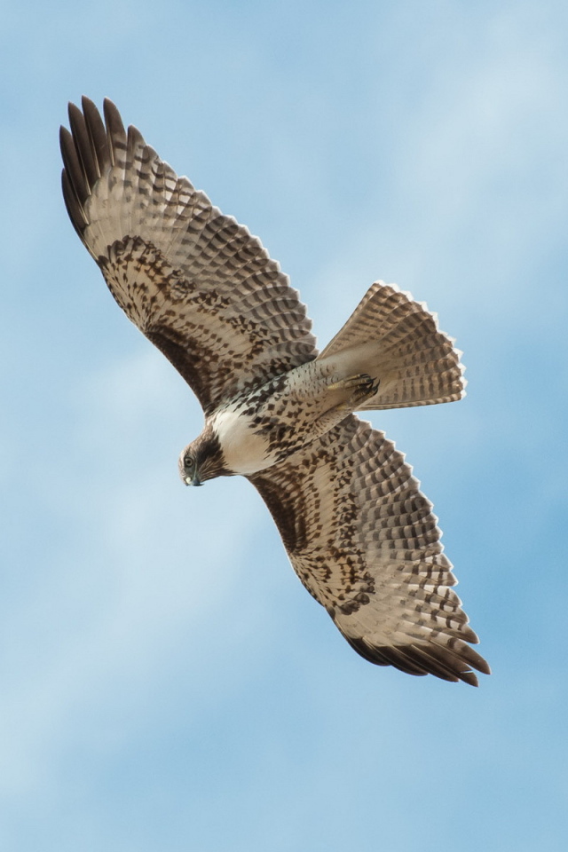 Сокол в полете