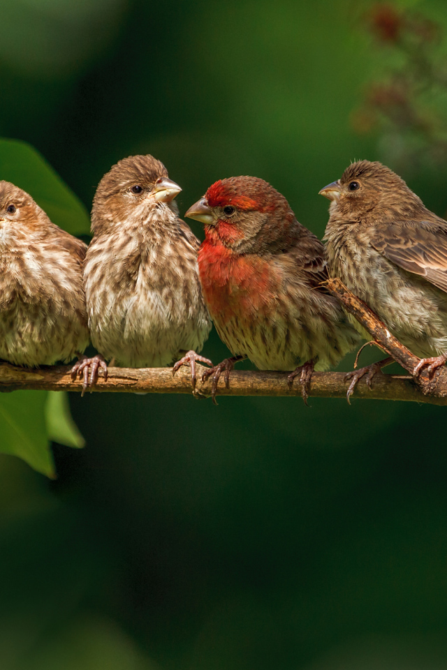 Семья зябликов на ветке