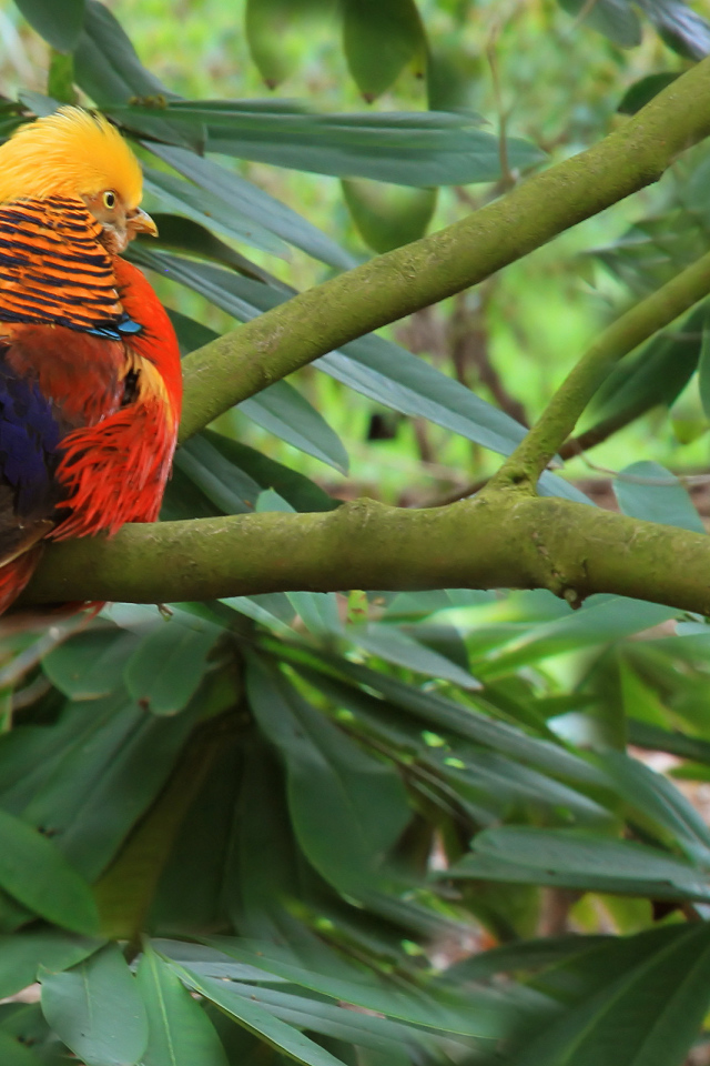 Золотой фазан на ветке