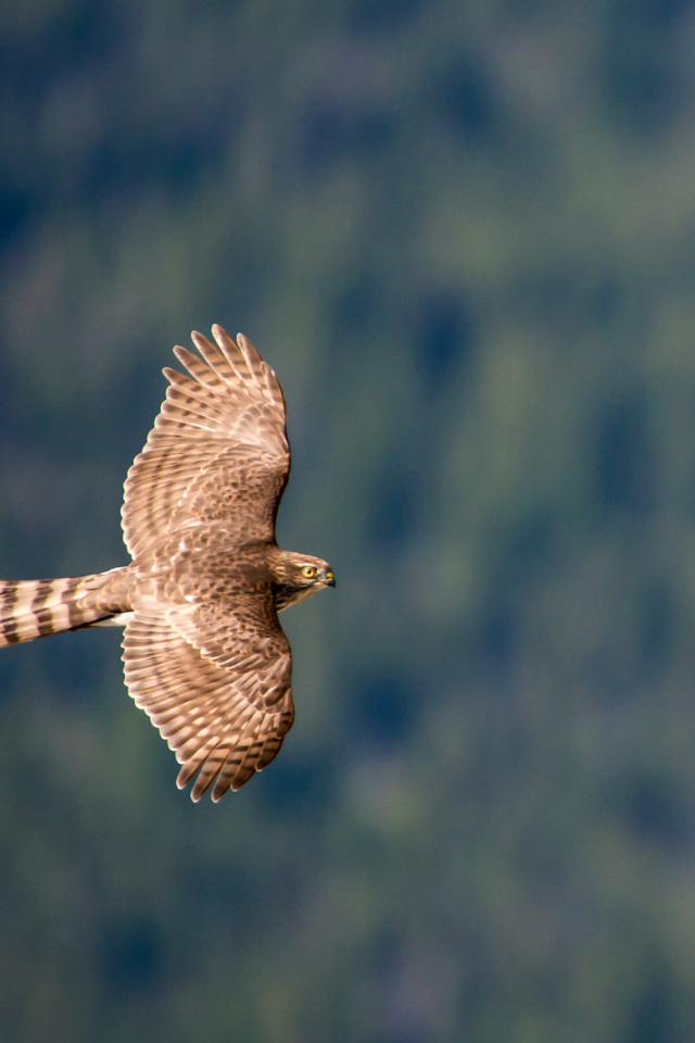 Ястреб в полете