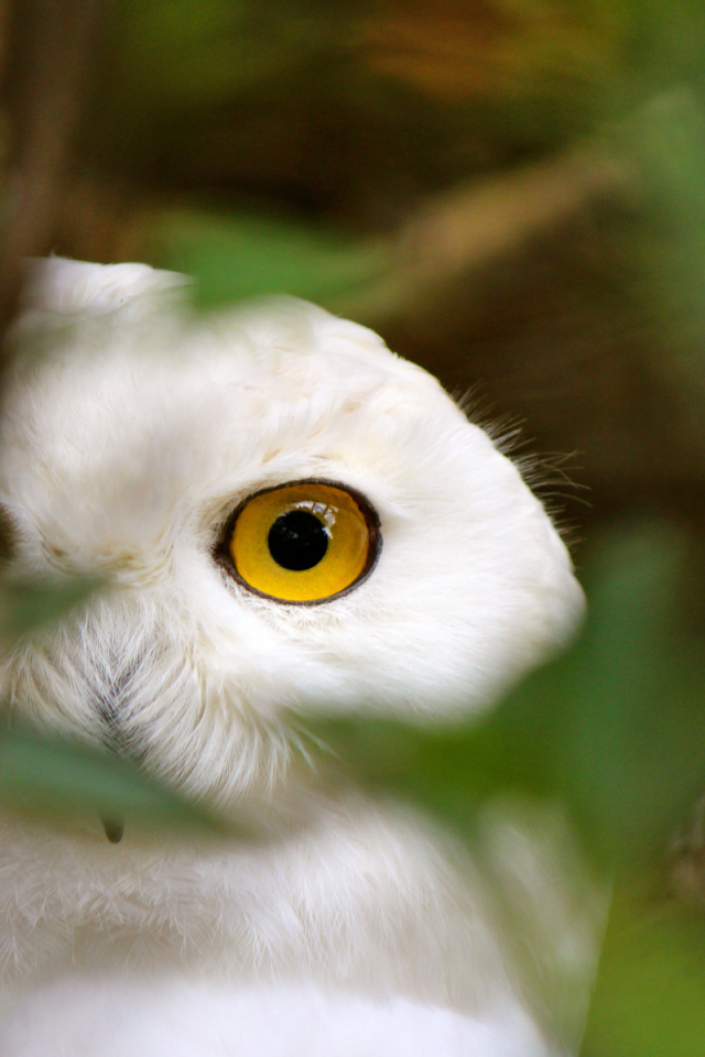 Голова белой совы