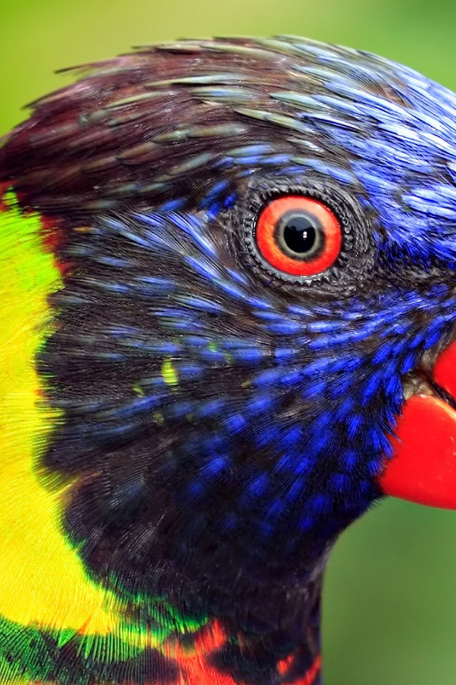 Голова попугая