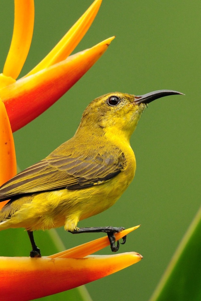 Колибри на цветке