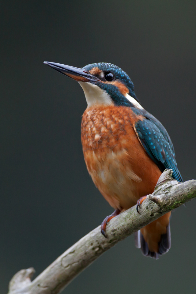 Зимородок сидит на ветке