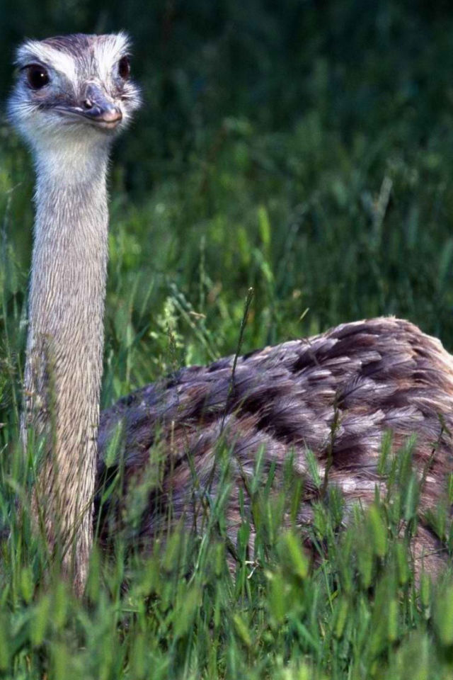 Страус в траве