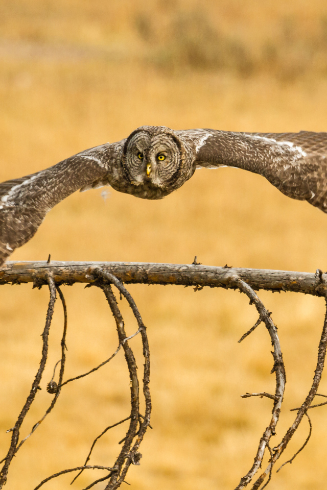 Сова бородатая неясыть
