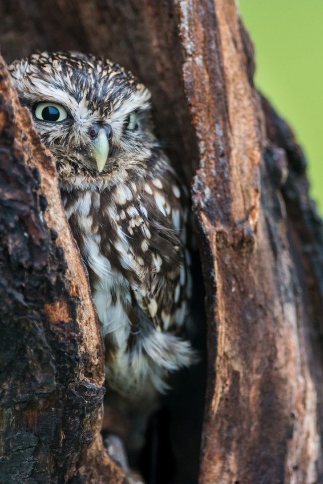 Сова в дупле