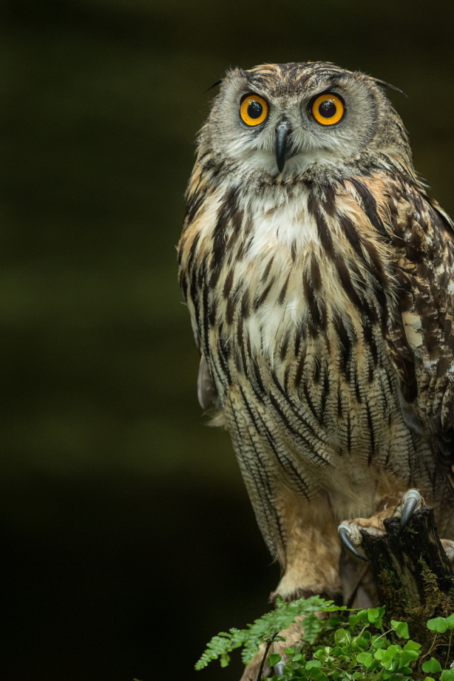 Сова на черном фоне