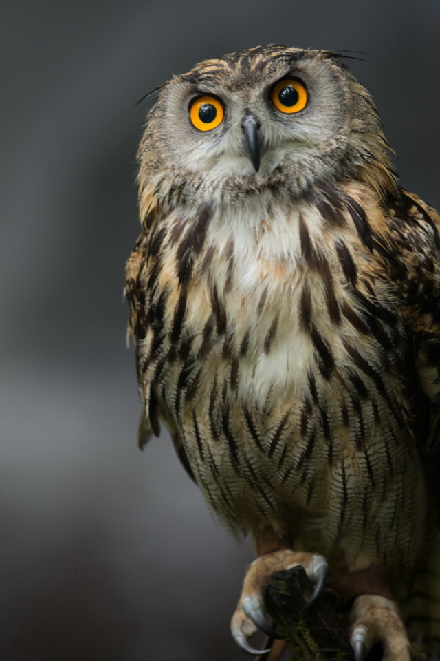 Сова на сером фоне