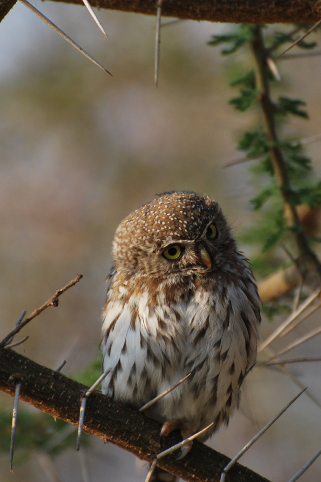 Сова на колючем дереве