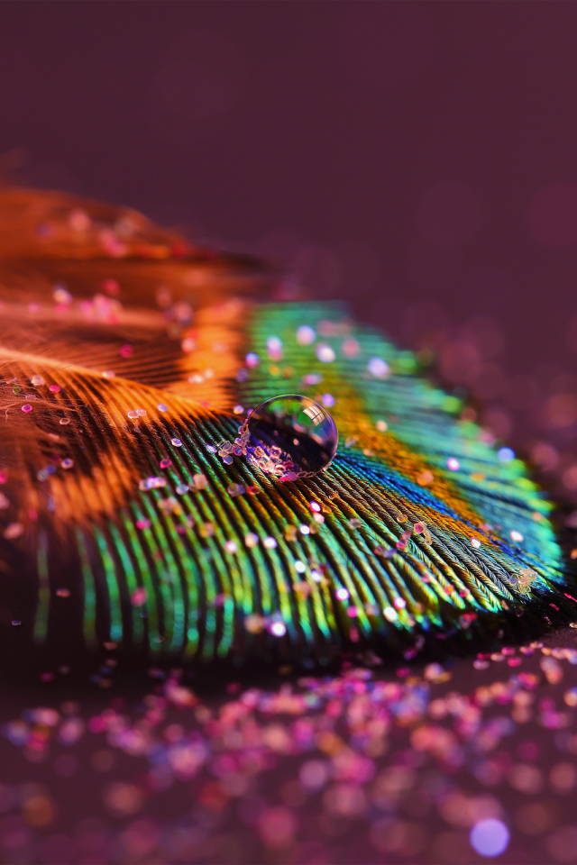 Перо павлина с каплей воды