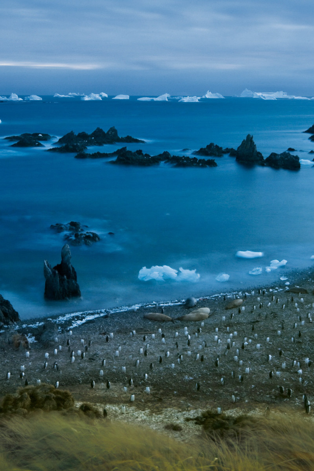 Пингвины на берегу моря