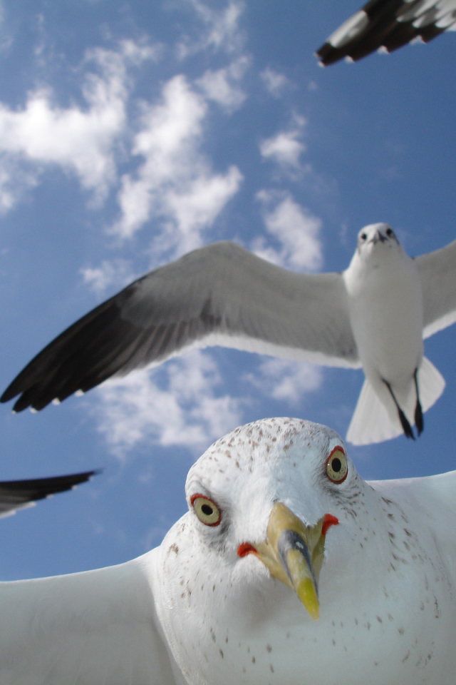 Портрет чайки в полете