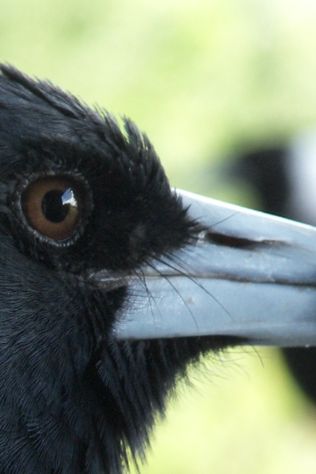 Портрет вороны