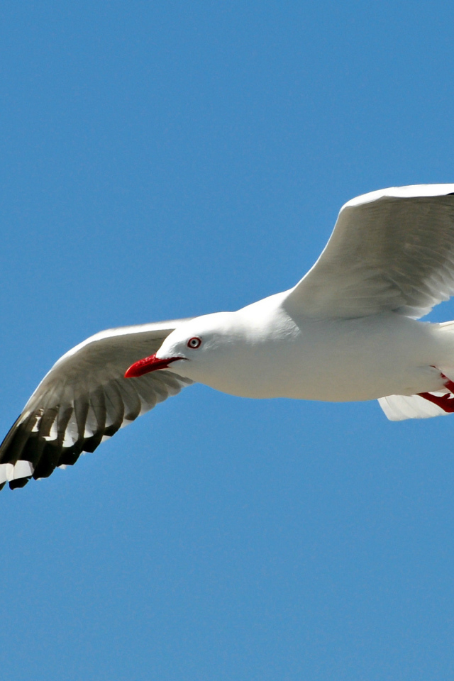 Чайка в полете