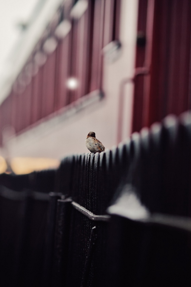 Воробей сидит на заборе