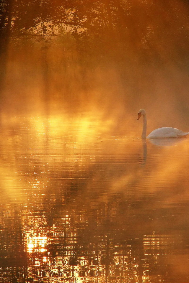 Лебедь в солнечных лучах