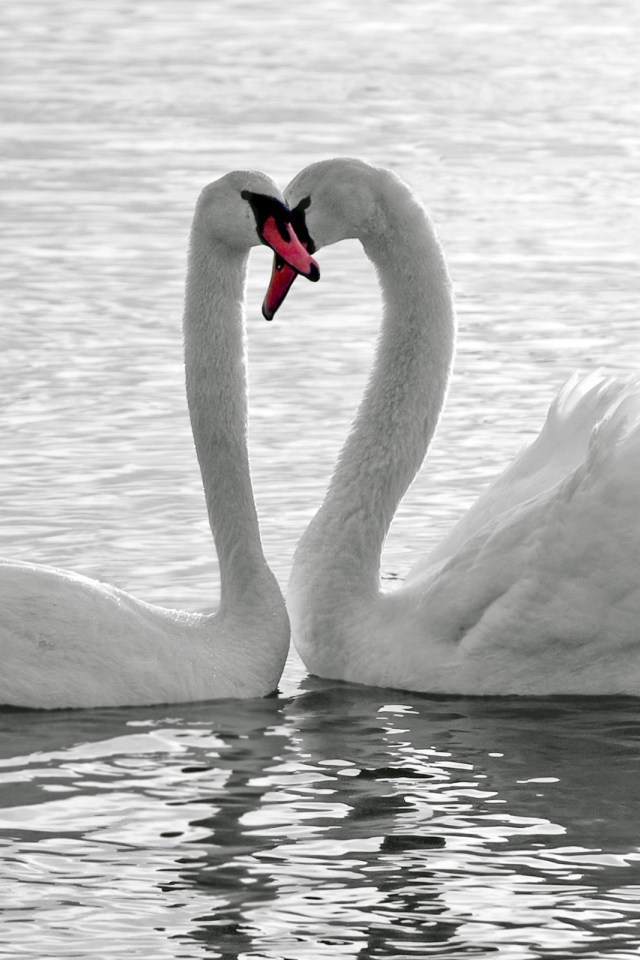 Лебеди на воде