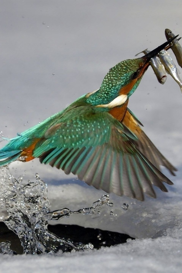 Птица поймала рыбу под льдом