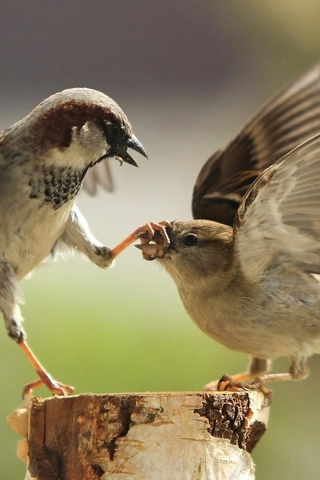 Два воробья дерутся