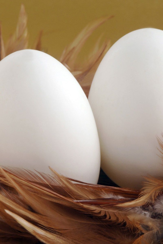 Два яйца в гнезде