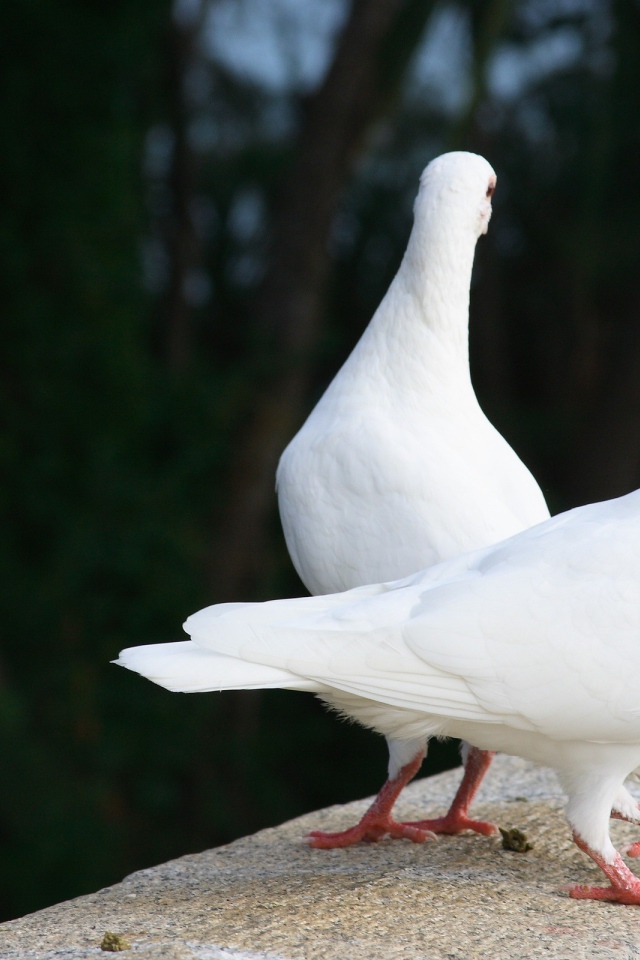 Два белых голубя на парапете
