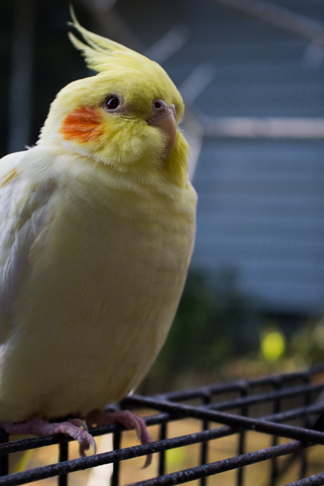 Бело желтый попугай