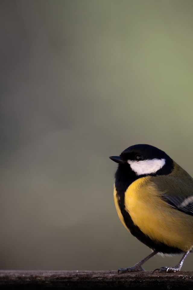 Желтая синица