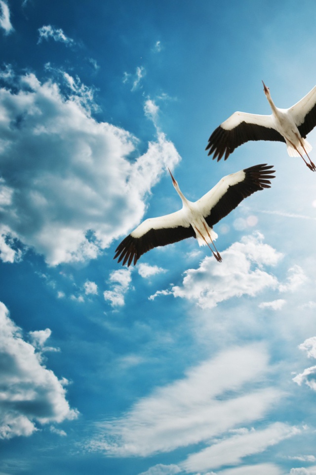 Аисты в полете