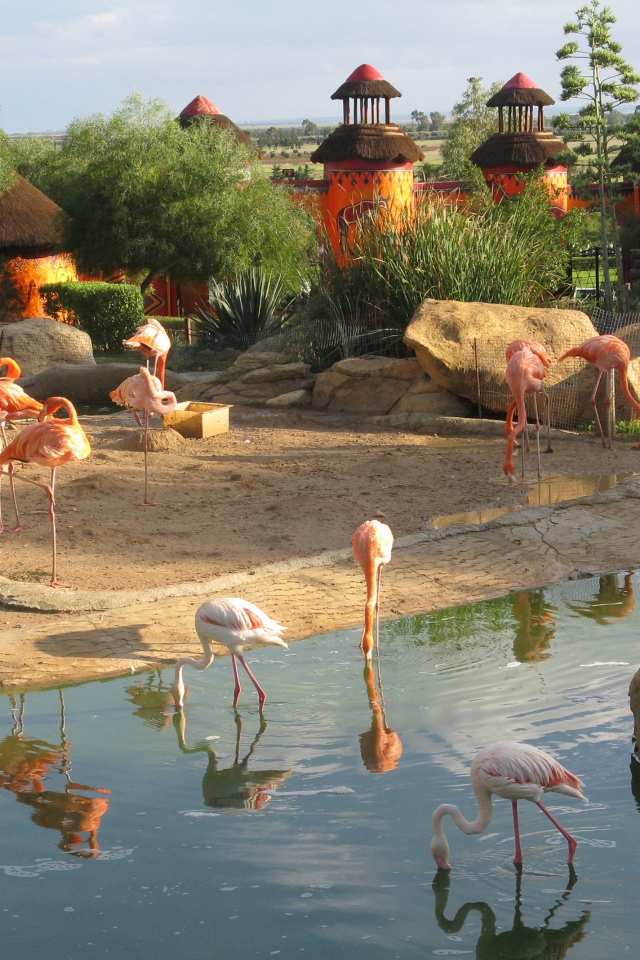 Фламинго в зоопарке