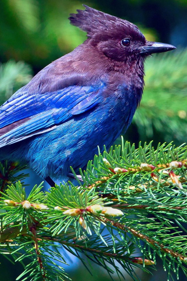 Cиняя птичка на ёлке