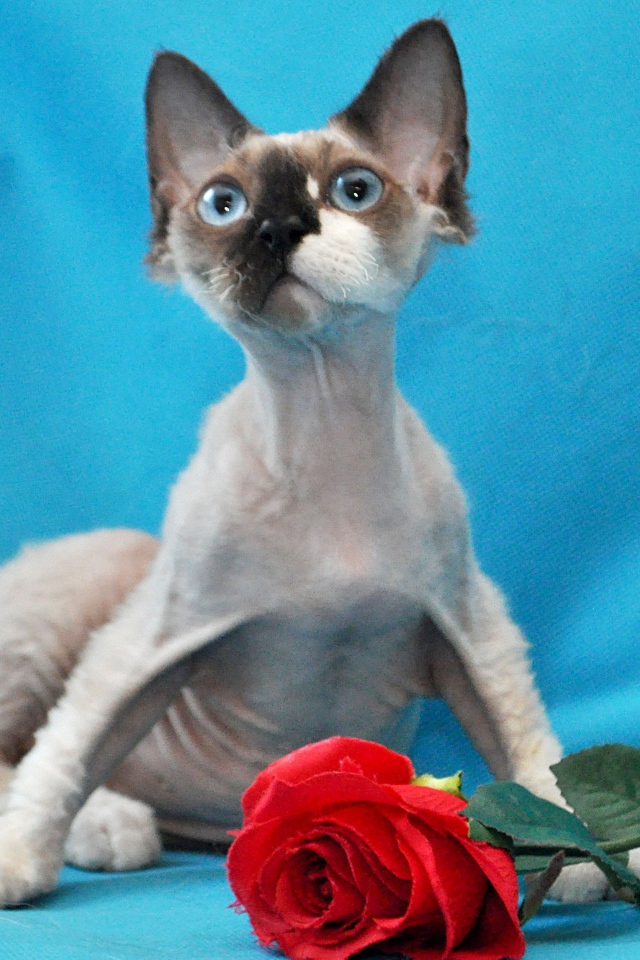 Роза для корниш рекс