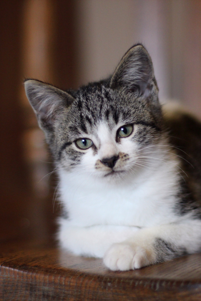 Внимательный взгляд серого кота