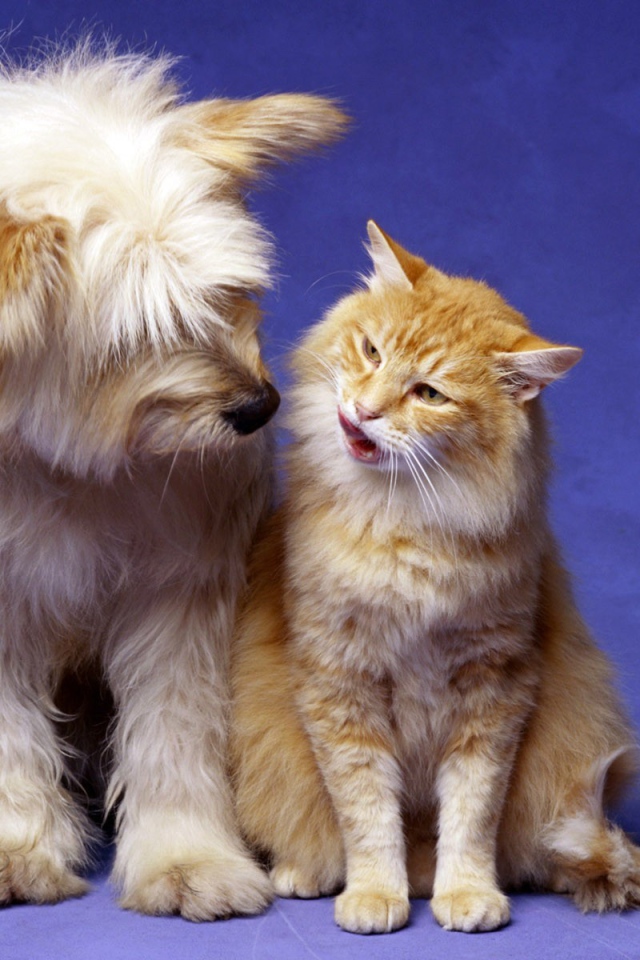 Кошка и собака лучшие друзья