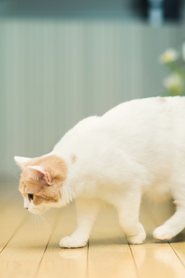 Кошка и стакан с молоком