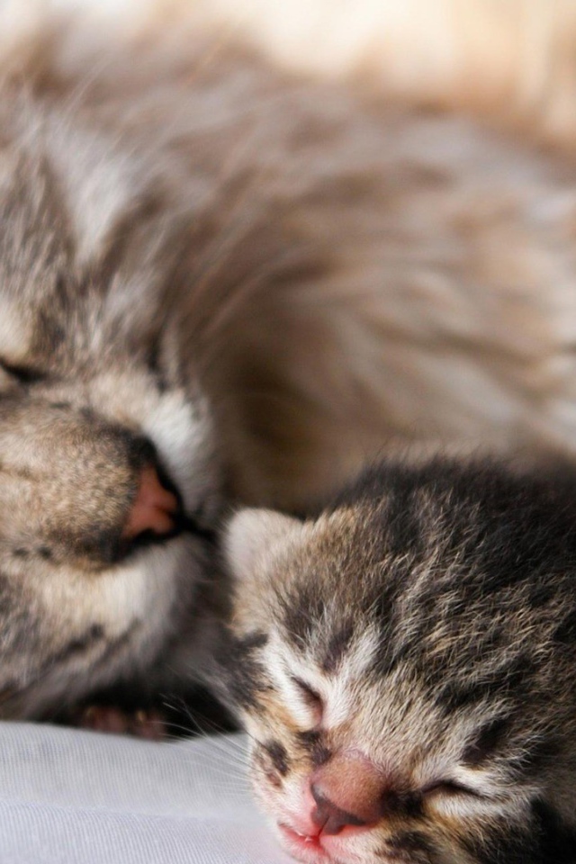 Кошка с котенком