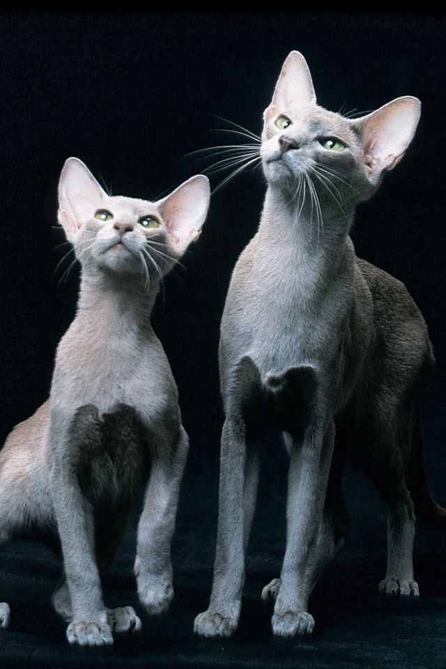Пара ориентальных короткошерстных кошек