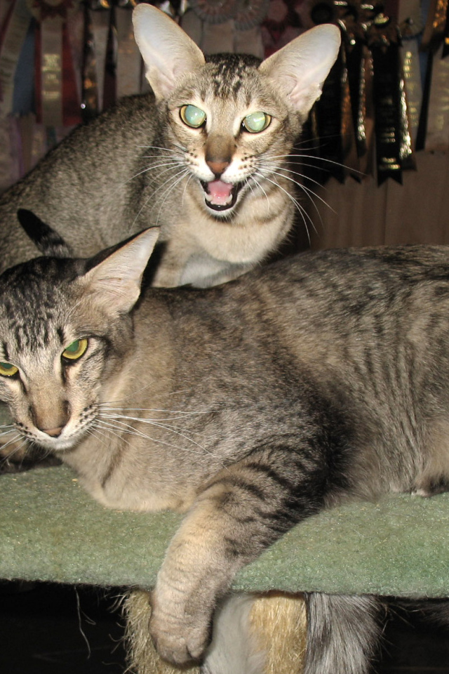 Пара ориентальных длинношерстных кошек