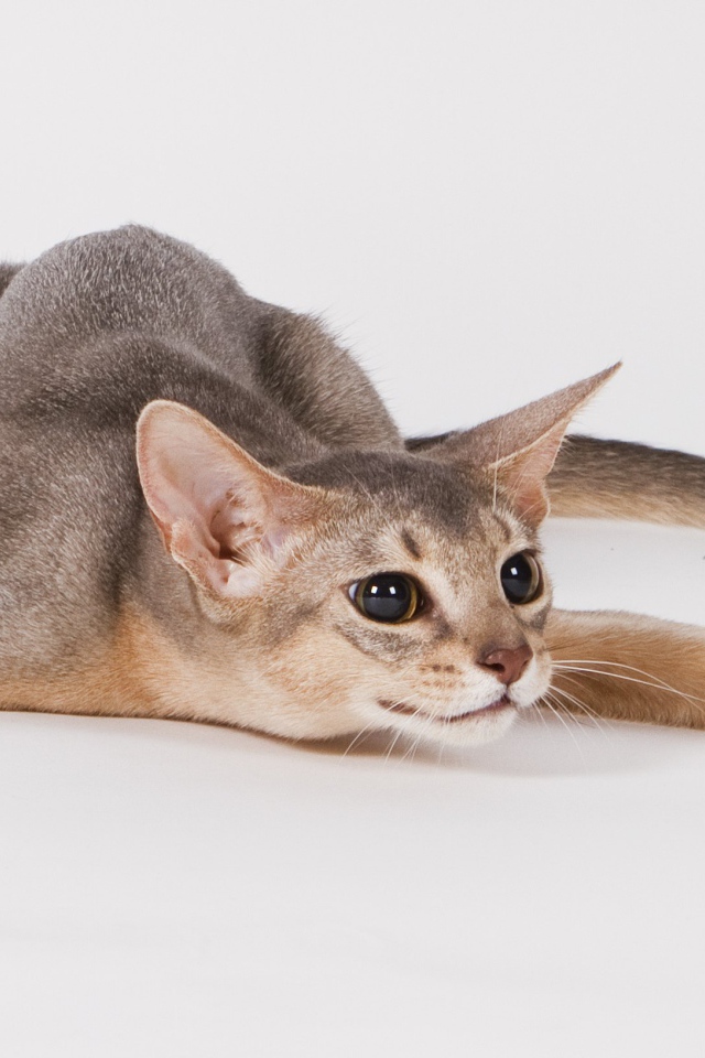 Абиссинская кошка на охоте