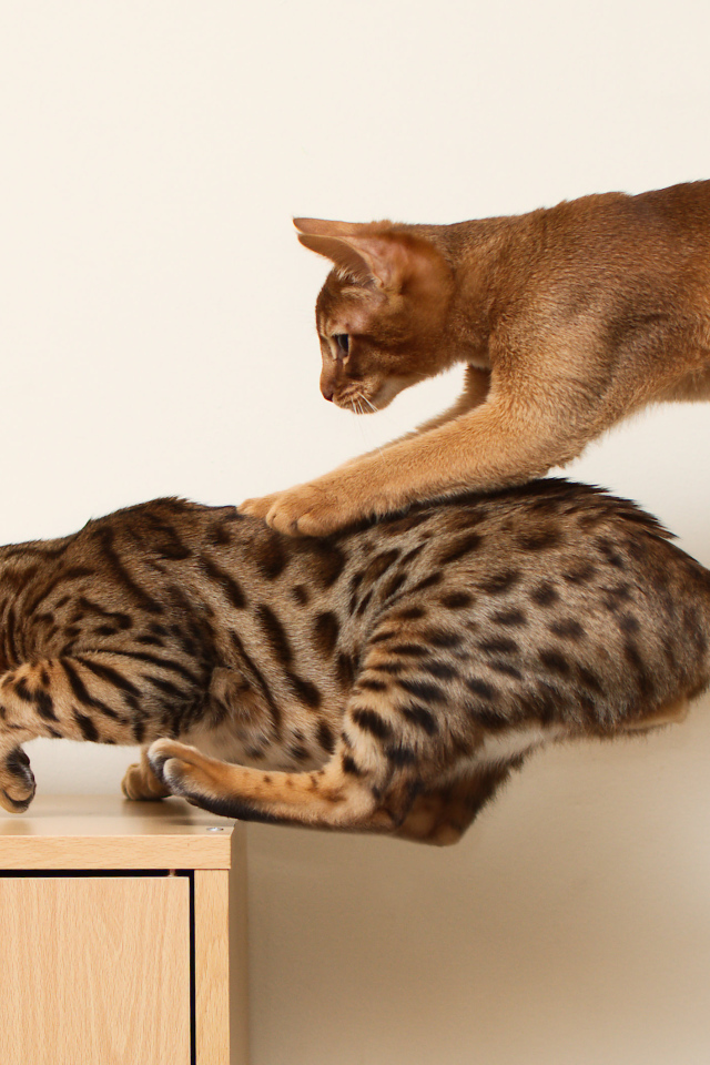 Абиссинская кошка играет с бенгальской