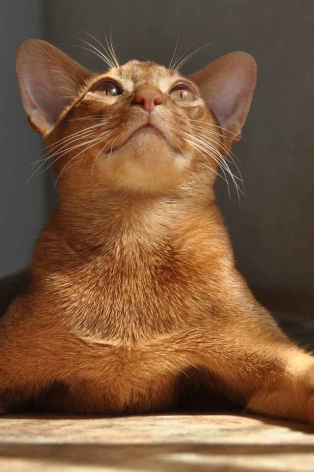 Абиссинская кошка расставила лапы