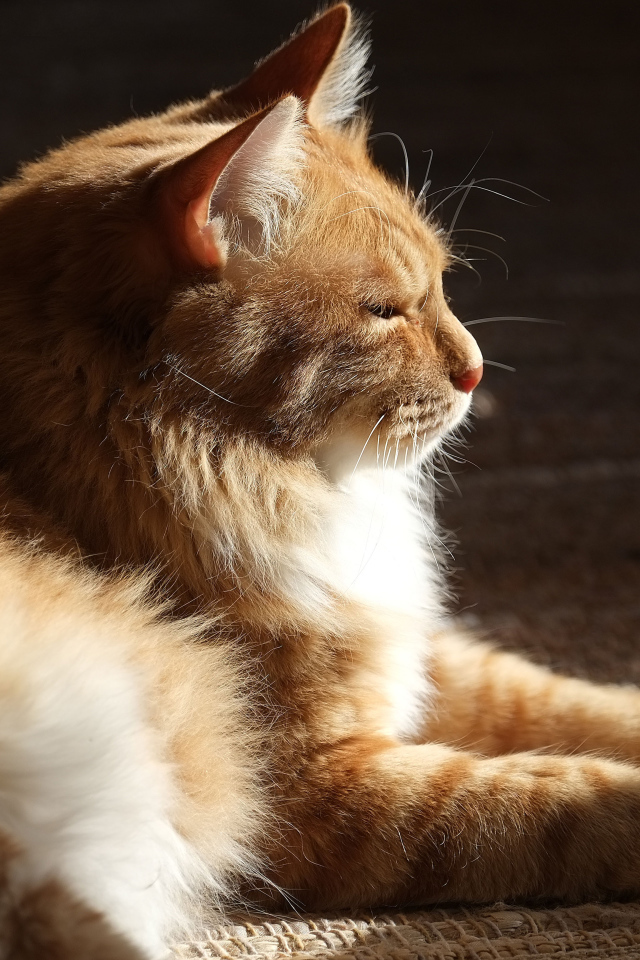 Взрослый курильский бобтейл