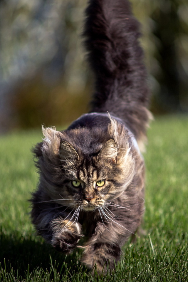 Агрессивный кот