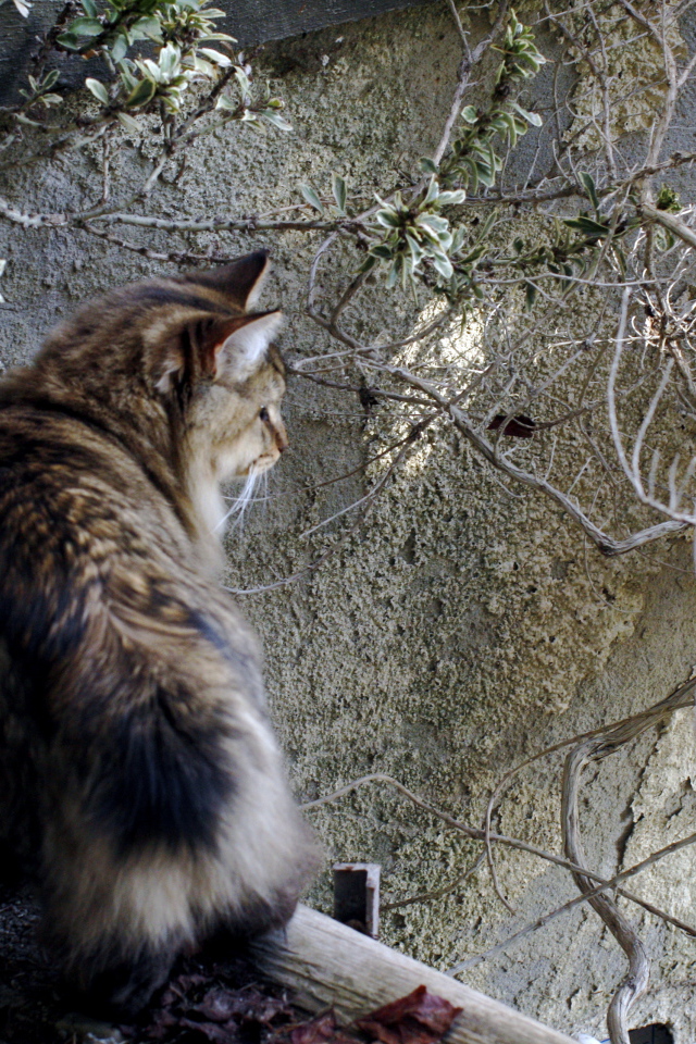 Американский бобтейл на природе