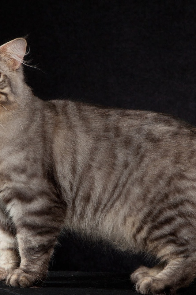 Американский бобтейл на черном фоне