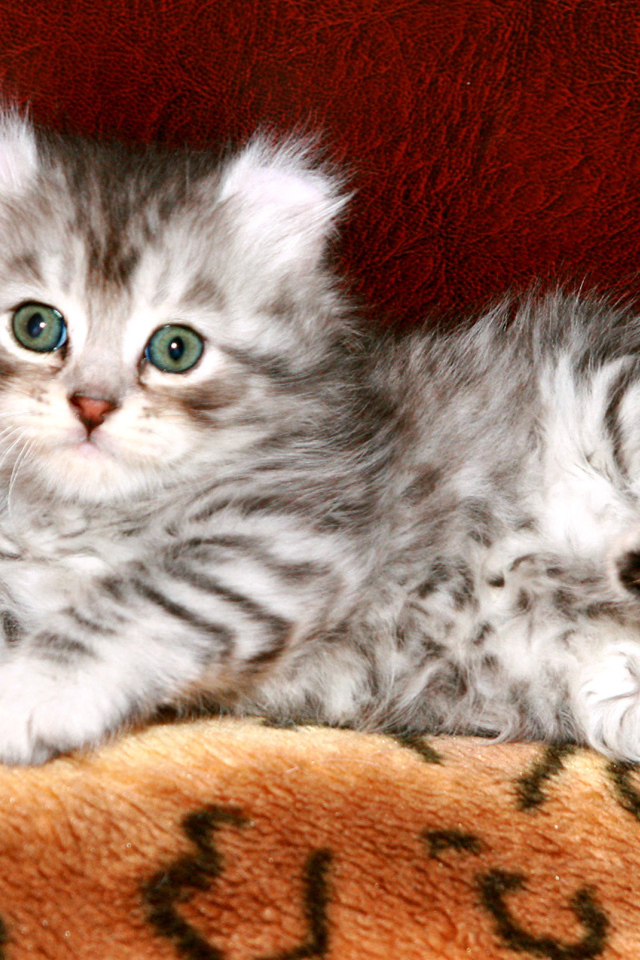 Котенок американский керл