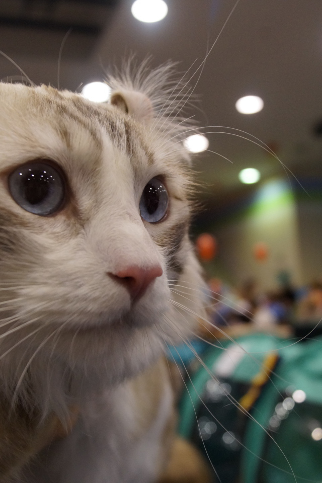 Американский керл на выставке