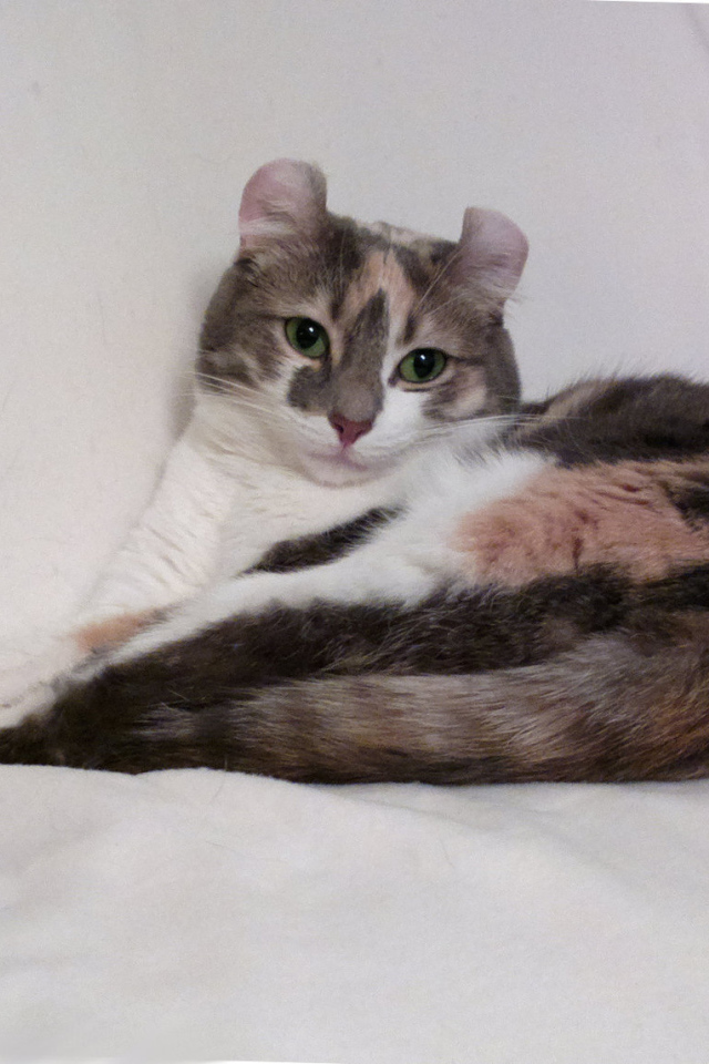 Кот американский керл на кресле